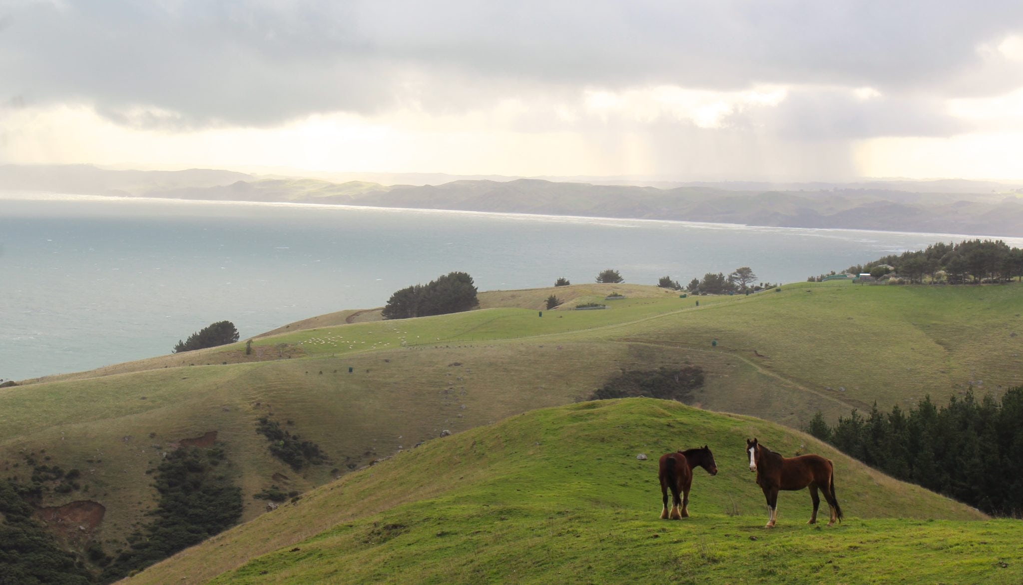 Majestic Mountains Raglan Surf trip and horses