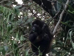 Costa Rica Carolin howler monkey